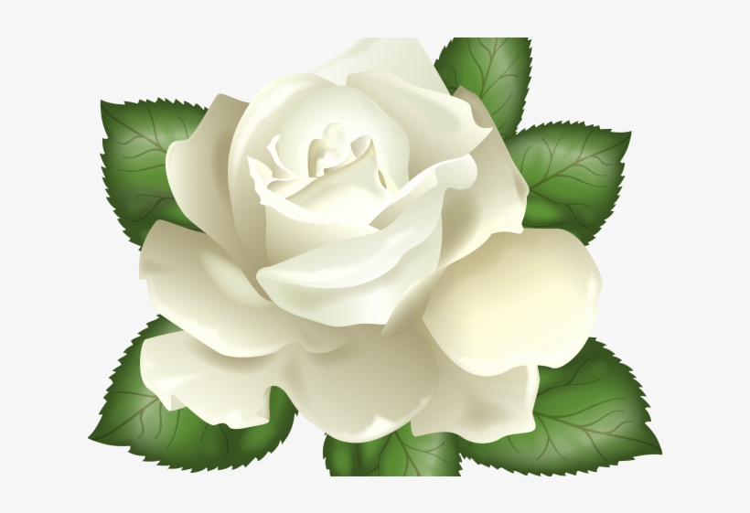 White Rose Clipart Real - White Rose Transparent Background, transparent png