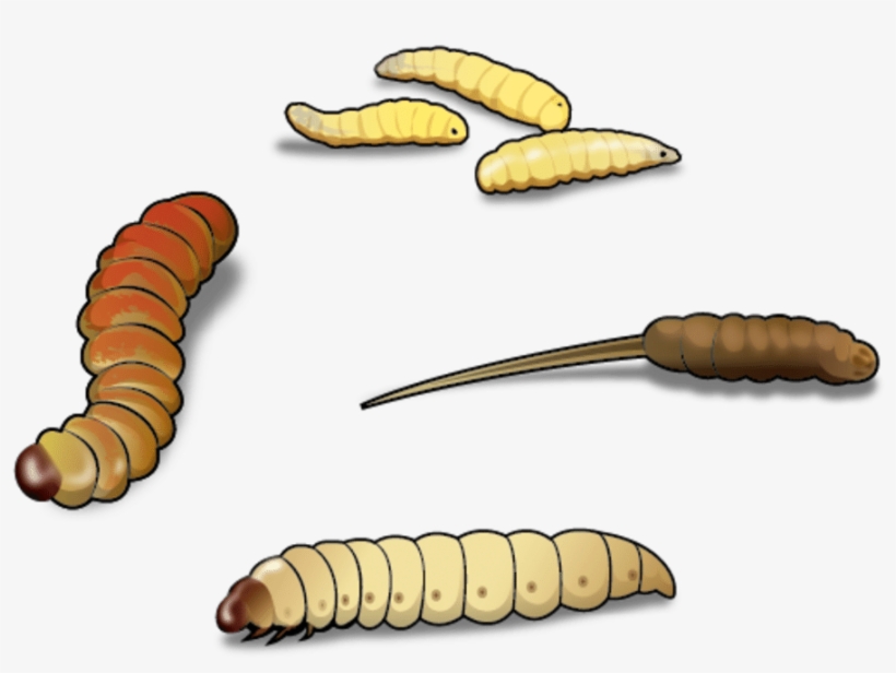 Four Best Worms For Ice Fishing And - Wax Worm Clip Art, transparent png