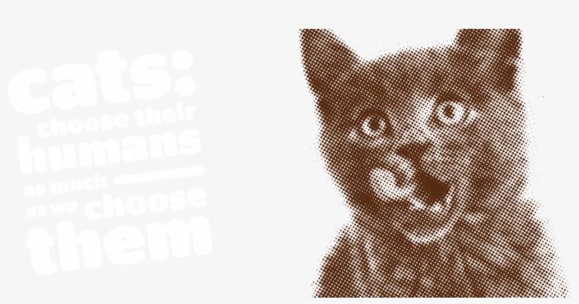Cat, transparent png