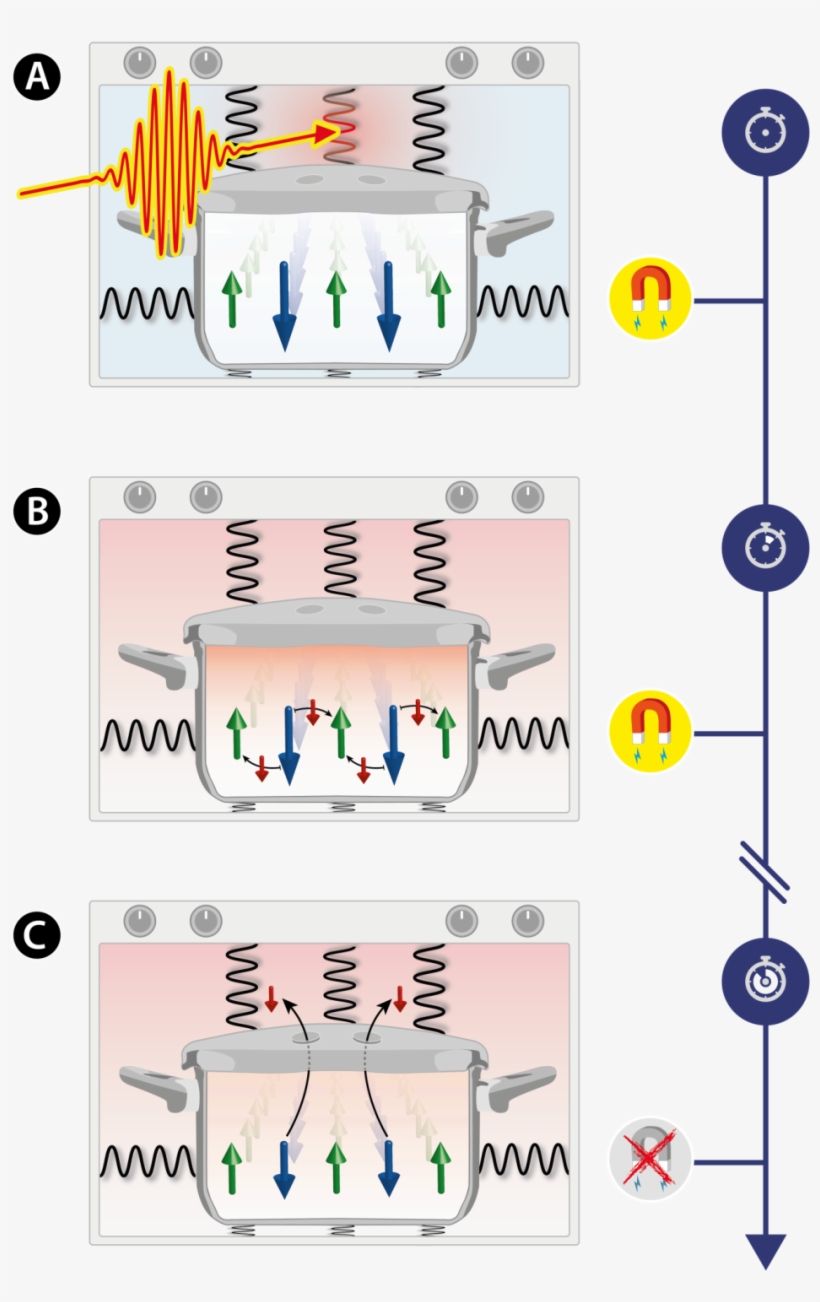 A Consists Of Two Spin Sorts Of Opposite Happens When