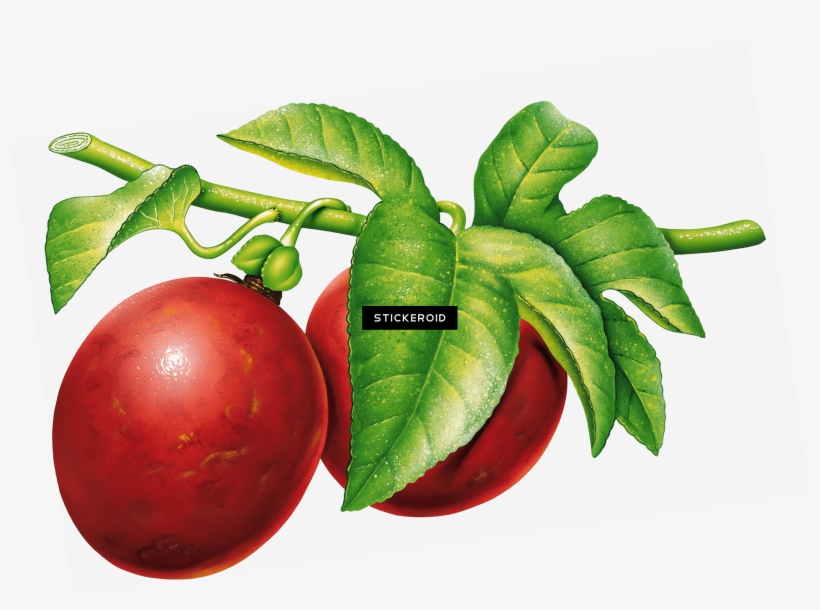 Plum Camu Camu Dibujo Png 3021x2103 PNG Download PNGkit