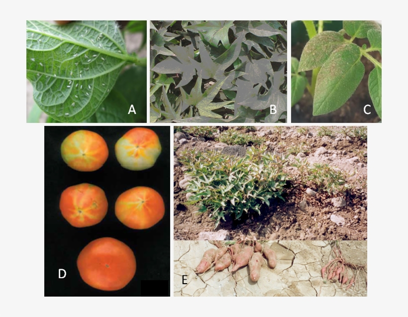Symptoms Of Sweetpotato White Fly, Bemisia Tabaci, transparent png
