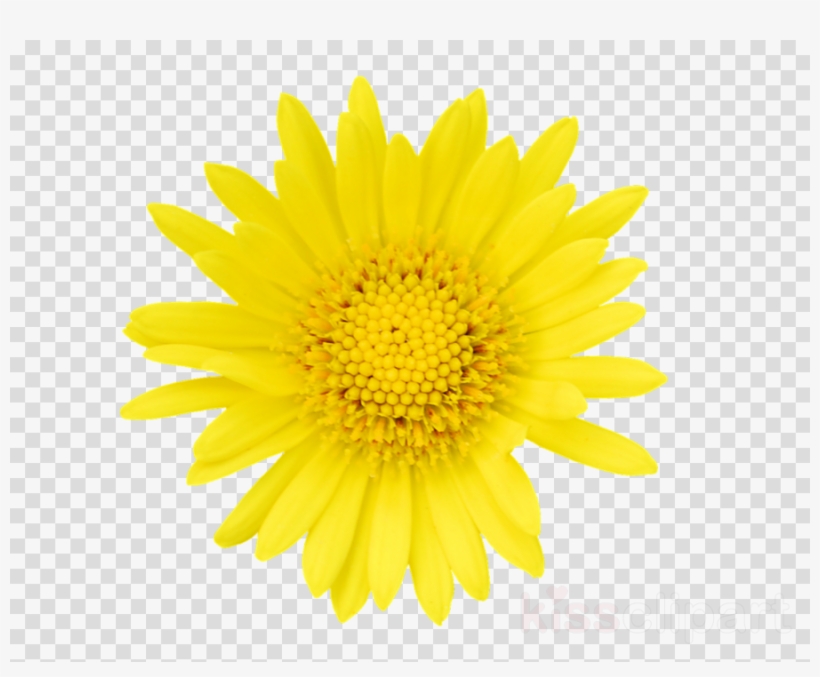 Tickseed Clipart Stock Photography Getty Images Flower - Transparent Png Emoji Smiley, transparent png