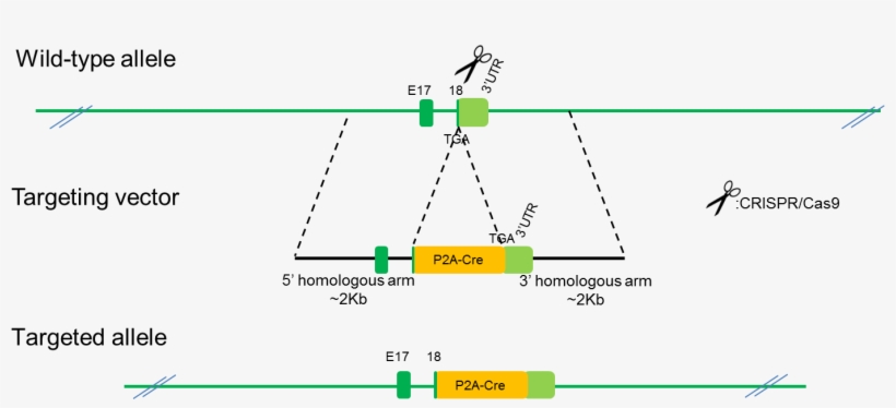 B Camk2a Cre Rats - Portable Network Graphics, transparent png