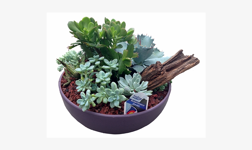 Succulent Gulley Greenhouse Garden Center - Flowerpot, transparent png