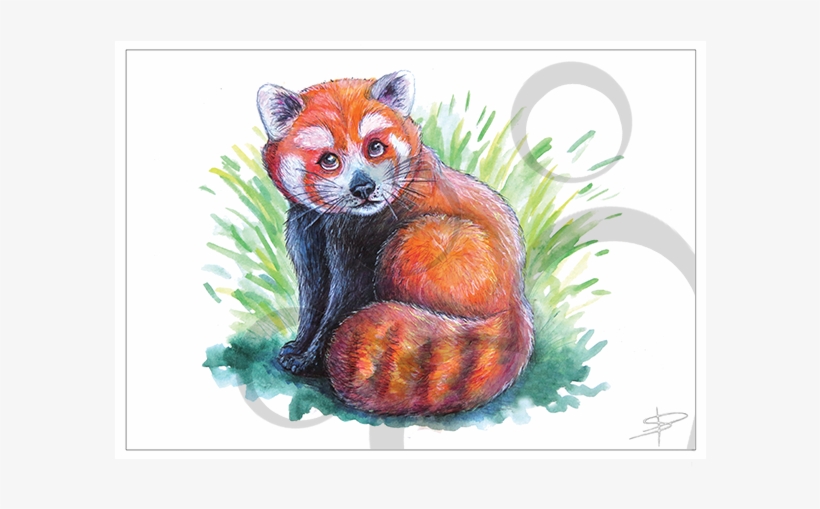 Red Panda Quickie - Red Fox, transparent png