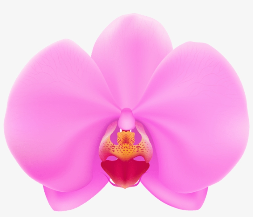 Free Png Pink Orchid Png Png Images Transparent - Pink Orchid Flower Clipart, transparent png