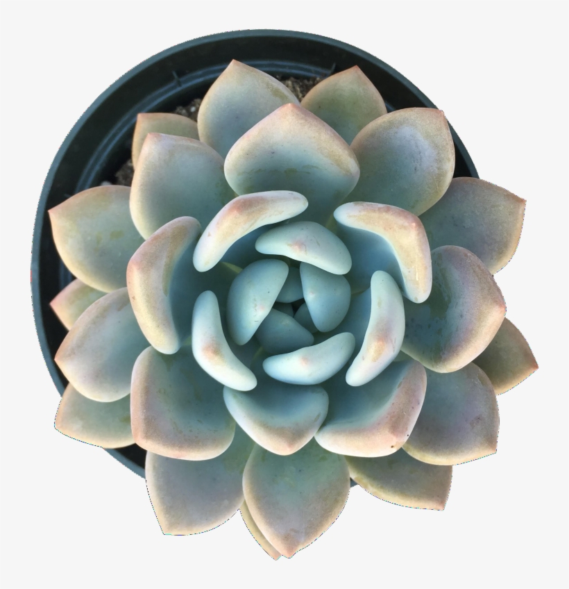 Opalina - Large, transparent png