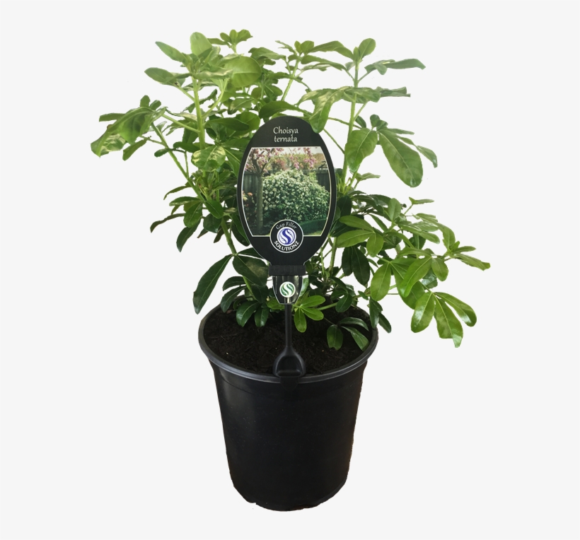 5l Mexican Orange Blossom - Houseplant, transparent png