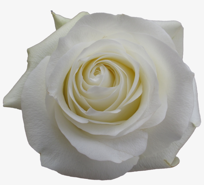 Rose Proud - Garden Roses, transparent png