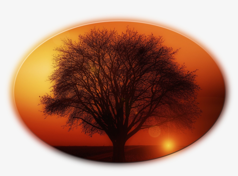 Big Trees - Living With Passion: An Inspirational Guide For Life, transparent png