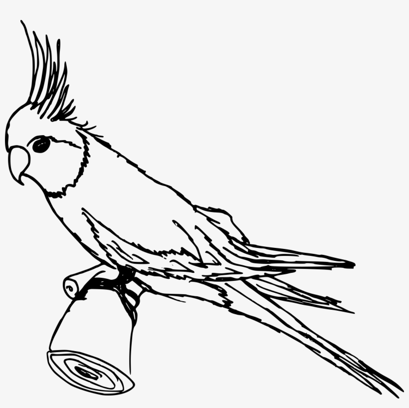 Image Black And White Parakeet Png Transparent - Cockatoo, transparent png