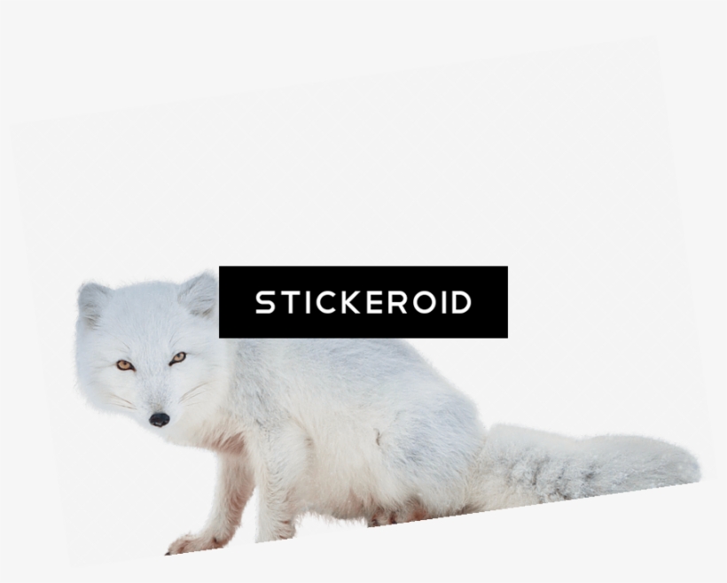 Arctic Fox Animals - Arctic Fox, transparent png