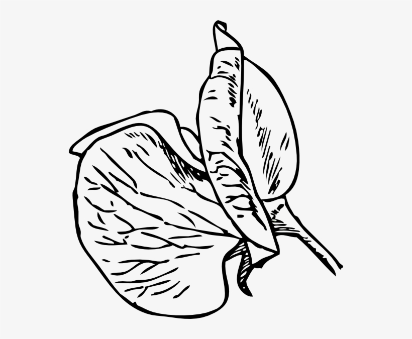 Plant Clip Art Pea, transparent png