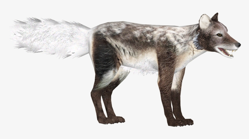Arctic Fox Molting - Squitten, transparent png