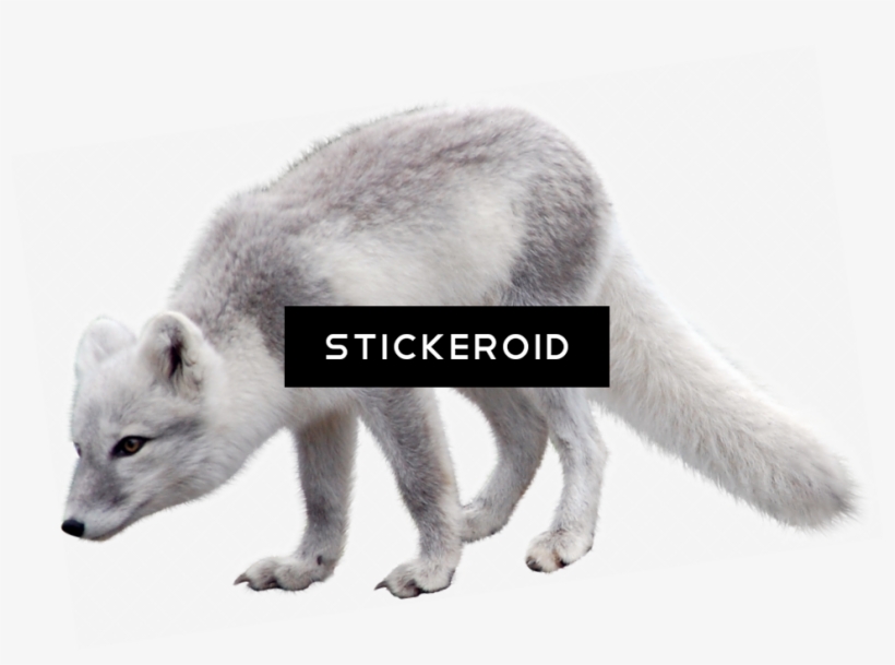 Arctic Fox, transparent png