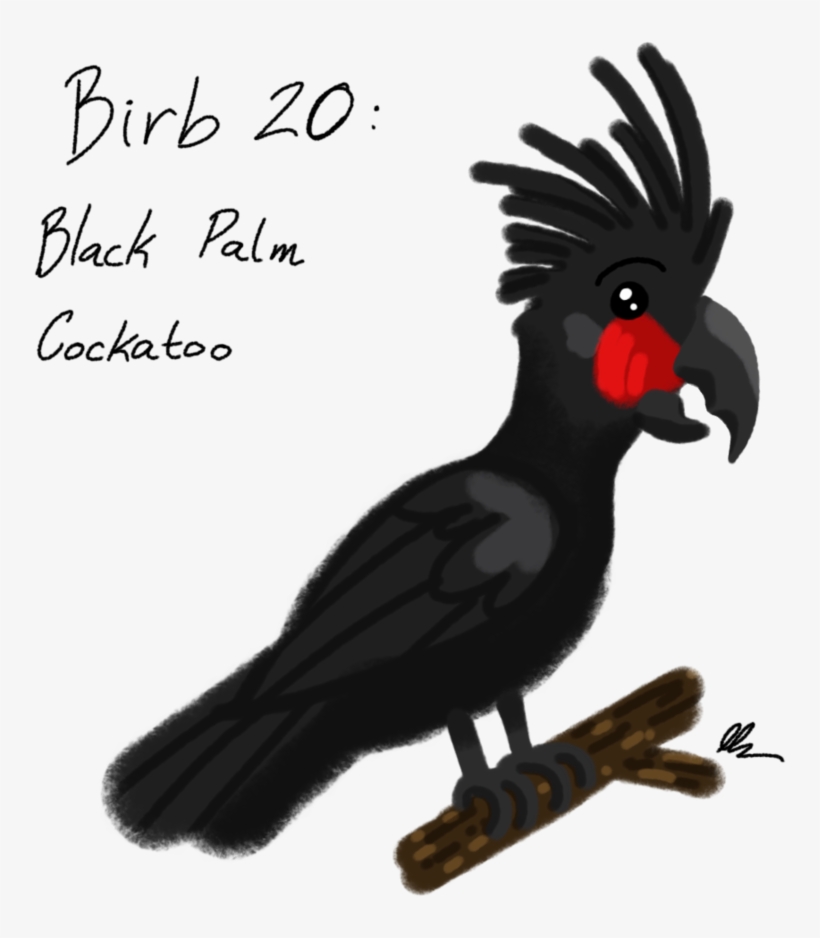 Png Freeuse Library Birb Drawing Cockatoo - Palm Cockatoo, transparent png