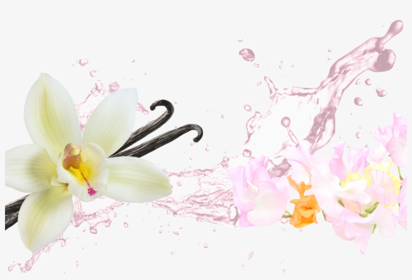 Fresh - Lily, transparent png