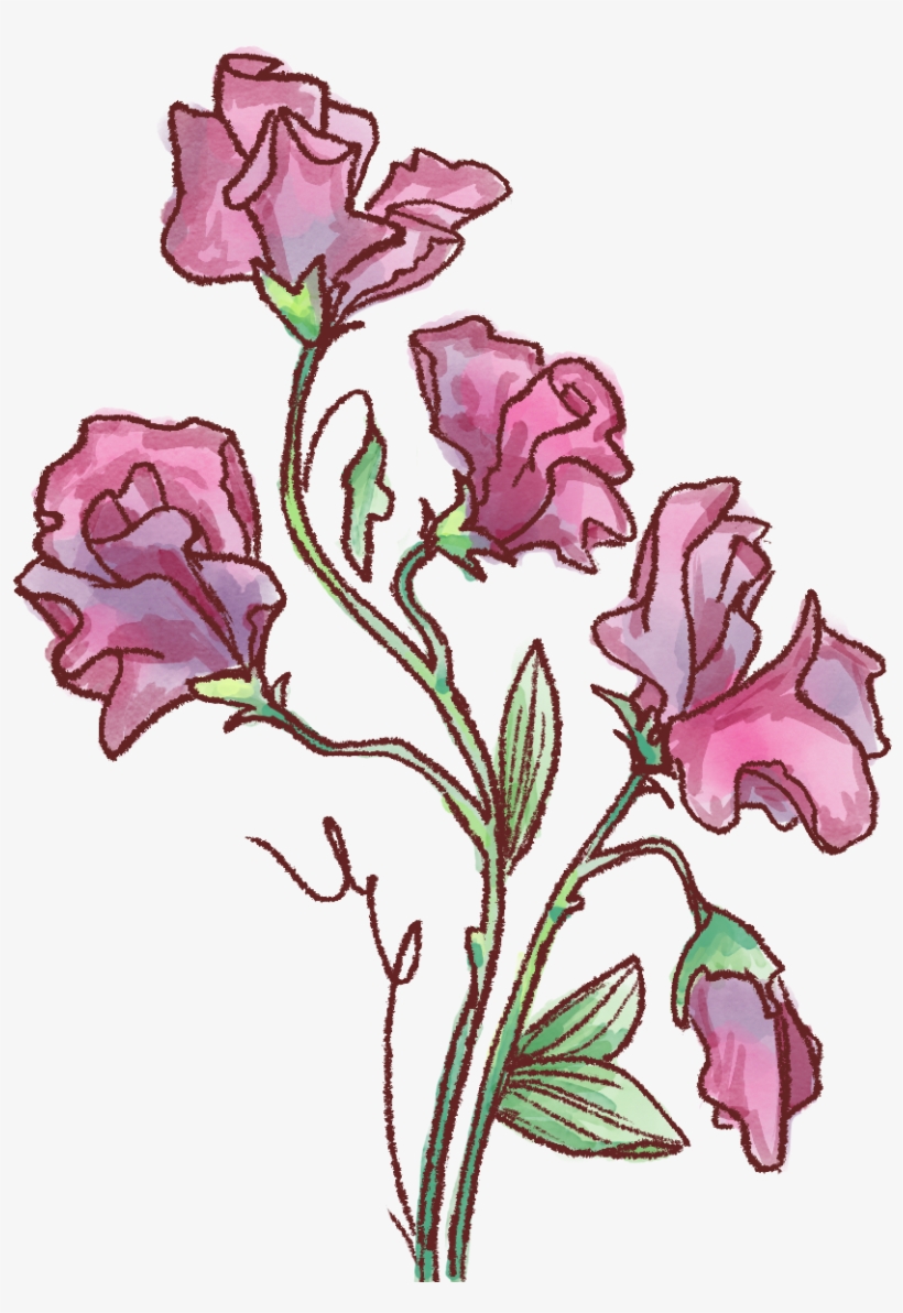 Delicate Sweet Pea - Rosa Glauca, transparent png