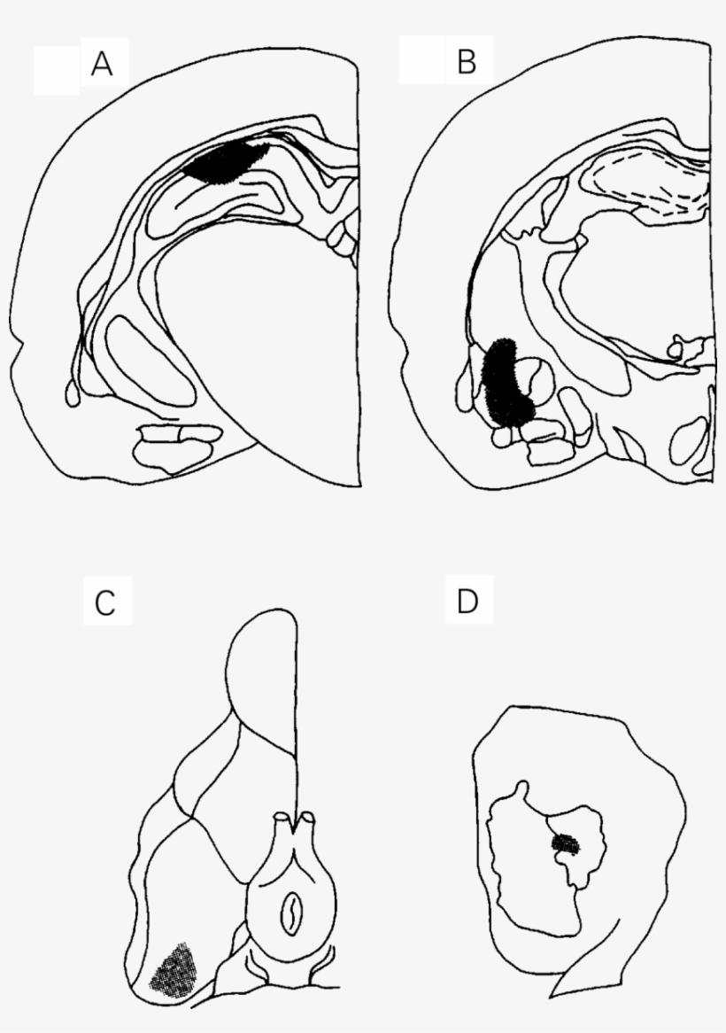 Schematic Drawing Of Rat Brain Stions At Planes A - Dorsal Hippocampus, transparent png