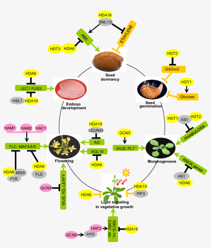 The Model Of Hats And Hdacs Being Involved In The Arabidopsis - Seed Physiology, transparent png