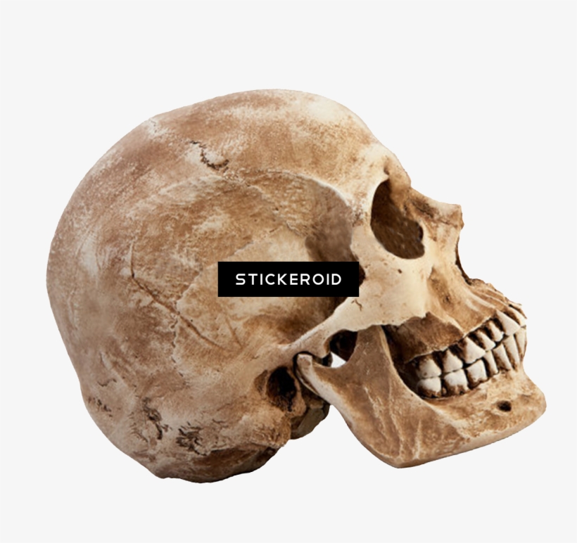 Skull People - Png Skeleton Head, transparent png
