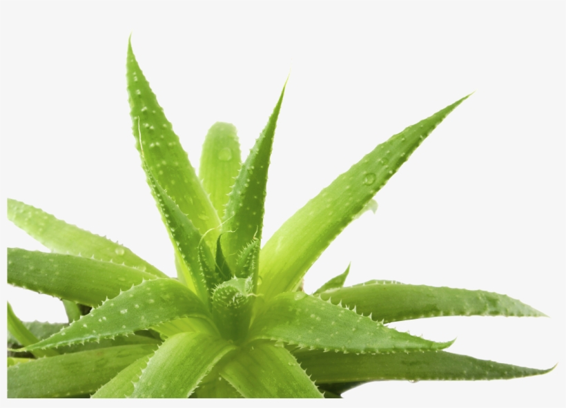 Aloe Transparent Background - Transparent Aloe Vera, transparent png