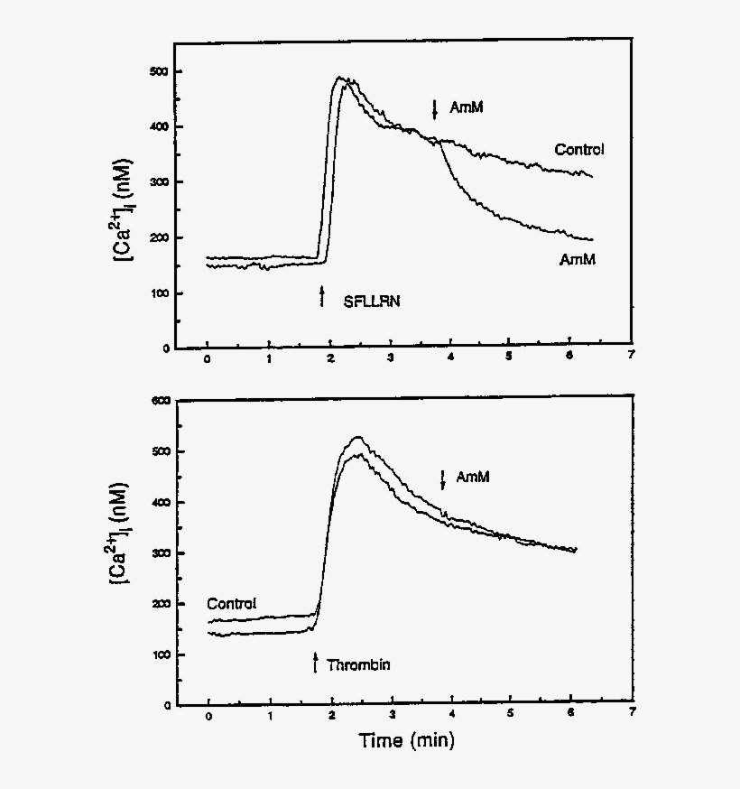 Effect Of Protease, Amm, On The Sustained Increase - Diagram, transparent png