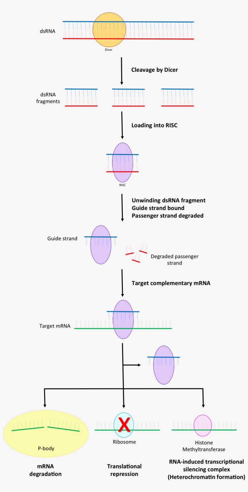 Part Of The Rna Interference Pathway Focusing On Risc - Risc Rna, transparent png