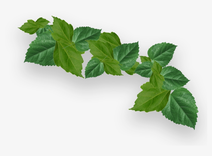Frame - Beauty, transparent png