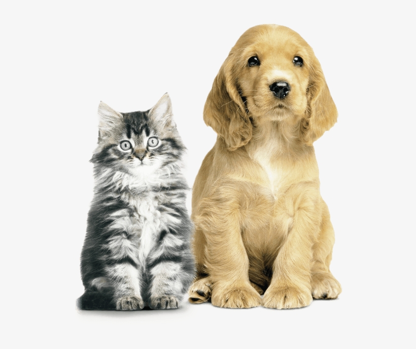 Happy Pets, Happy You - Dogs And Cats Vertical, transparent png