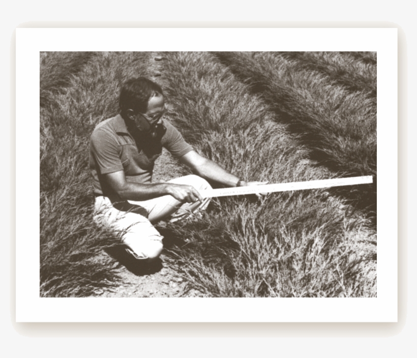 Its Long Green Needles Hold Their Winter Color A Little - Fairview Evergreen Nurseries, transparent png