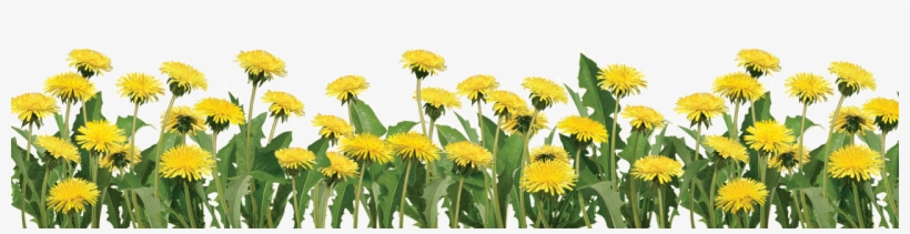 Footer Image Slide - Real Plant Flower Png, transparent png