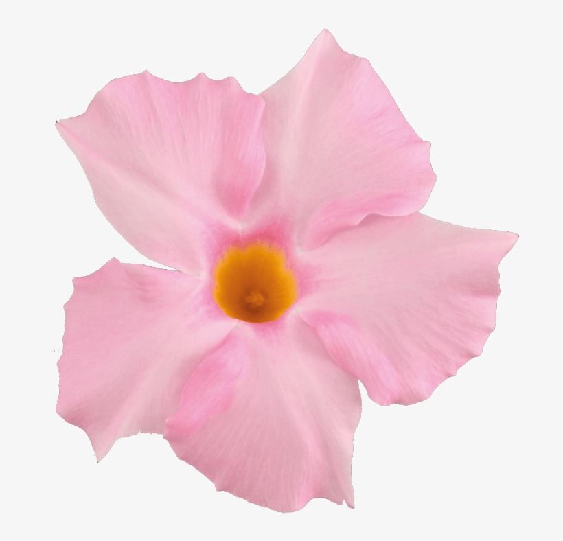 Sundaville Beauty Light Pink - Light Pink Flower Png, transparent png
