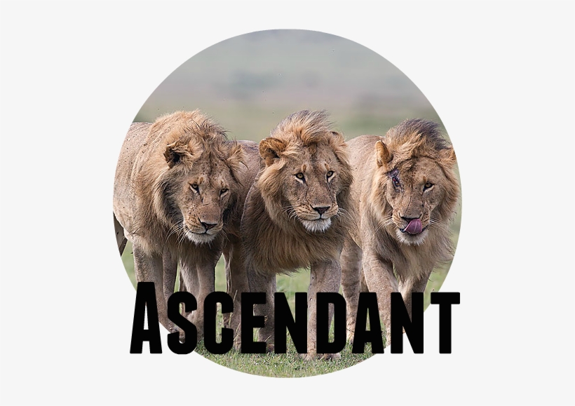 Three Male Lions Walking Closely Together Masai Mara - Lion, transparent png