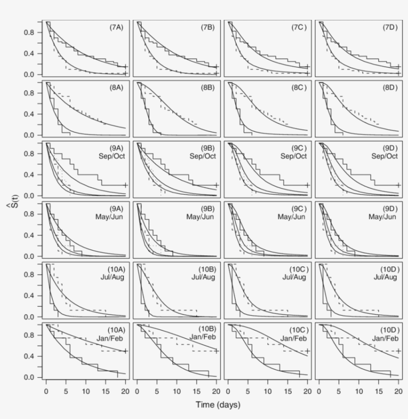 Empirical And Fitted Parametric Survivor Functions - Sketch, transparent png
