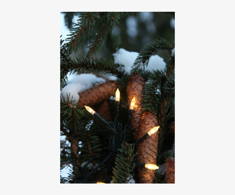 Light Chain P-led Outdoor - Silvertip Fir, transparent png