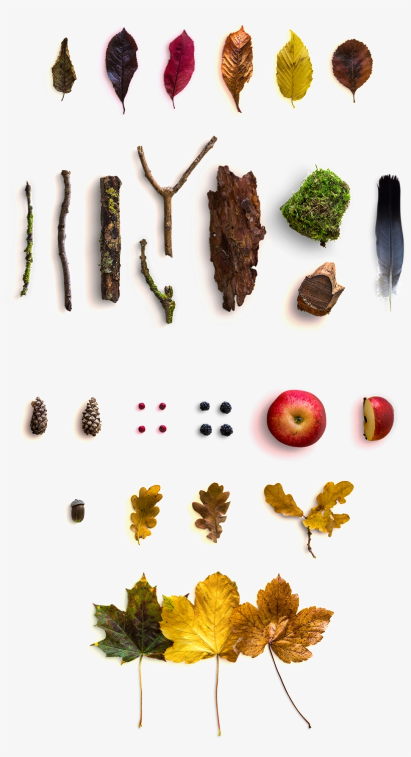 Y, American, Viento, Arce, Hoja, Corteza, Manzana, - Autumn Scene Free Mockup, transparent png
