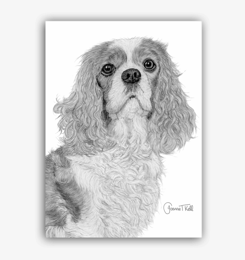 Cavalier King Charles Spaniel Blank Greeting Card - Cavalier King Charles Spaniel, transparent png