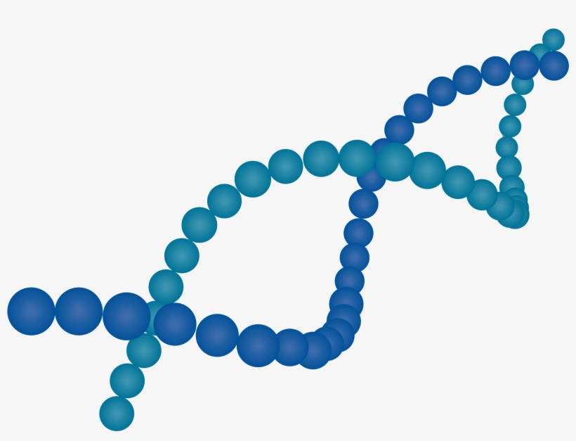 Much Of The Complexity Of The Cell And Gene Supply - Bracelet, transparent png