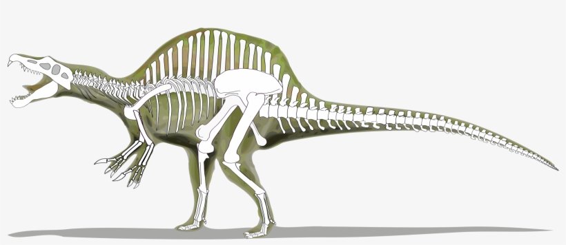 Open - Spinosaurus Skeleton, transparent png