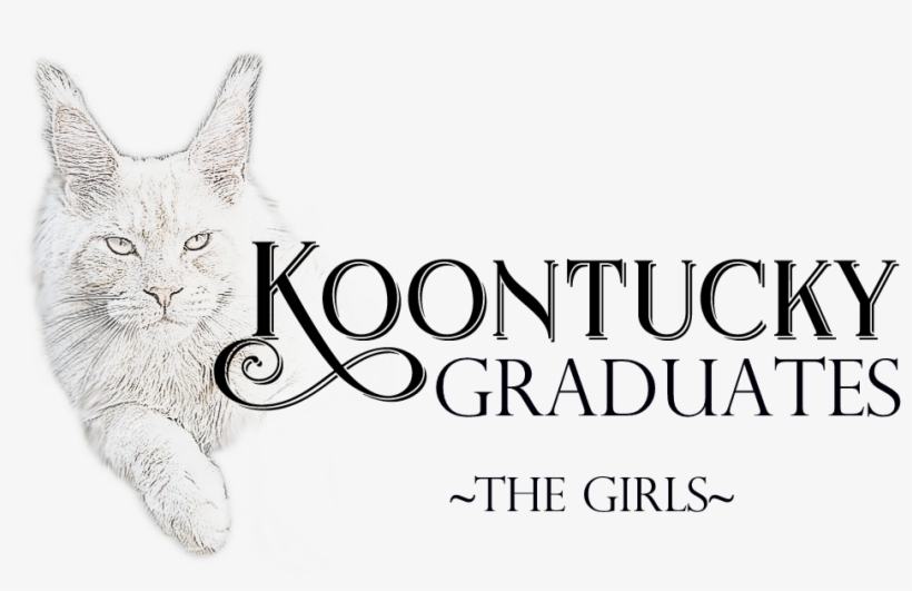 Maine Coon, transparent png