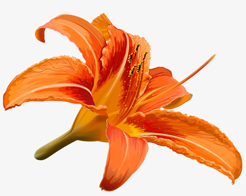 Vector Library Stock Flower Hibiscus Transprent Png - Drawn Lily Hibiscus Flower, transparent png