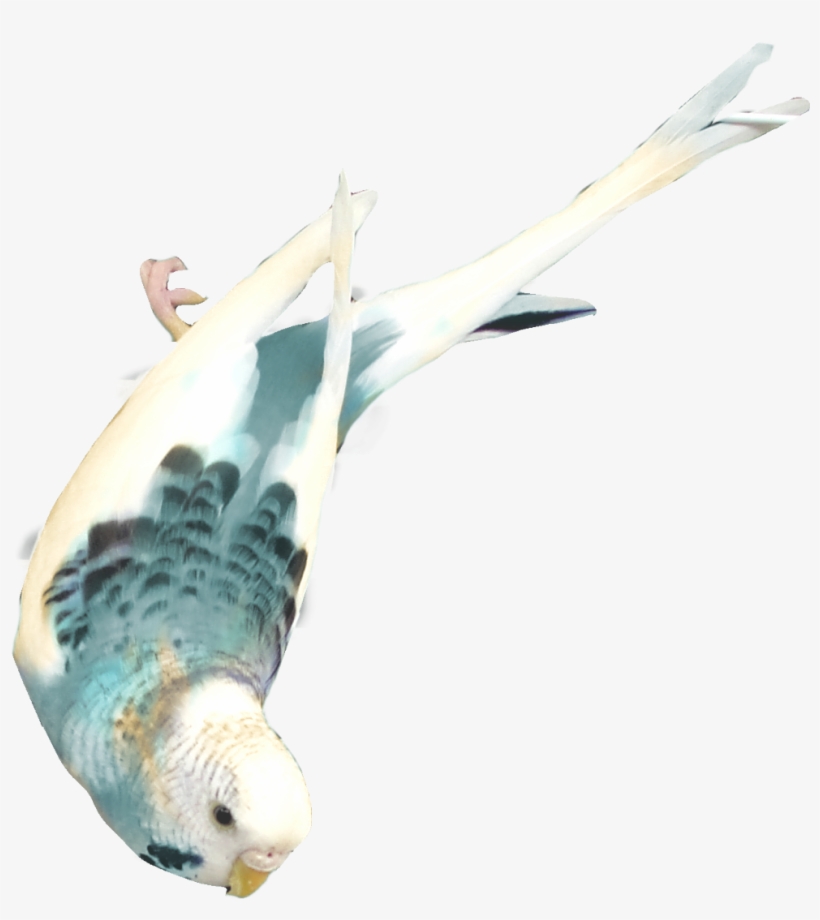 Mariajose Aves Png - Bird, transparent png