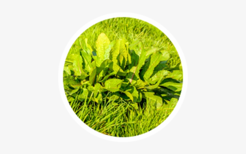 Common Weed Pollens - Pollen, transparent png