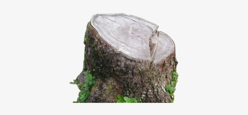 Stump Removal & Disposal Services In Dallas Fort Worth - .net, transparent png