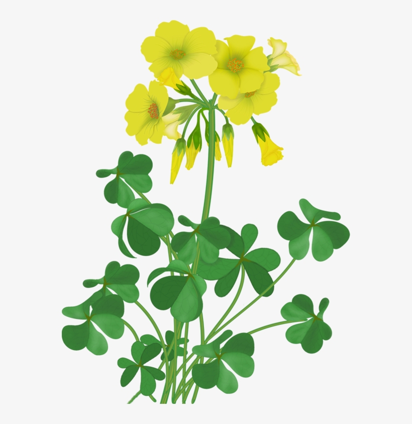 Flowers - Vector Wildflowers - Illustration, transparent png