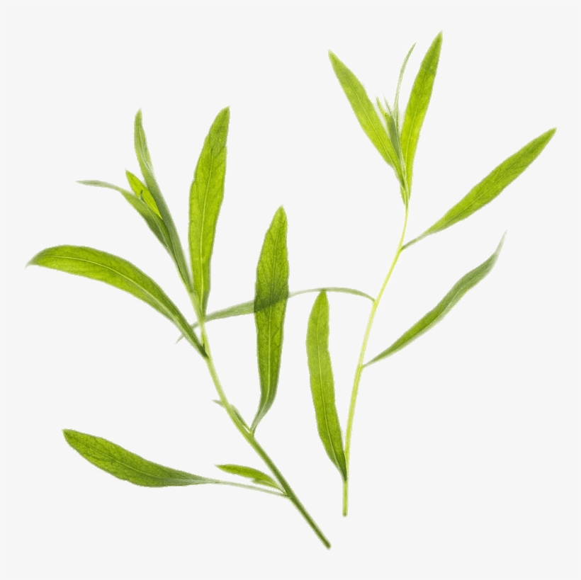 Tarragon - Thyme Transparent Background, transparent png
