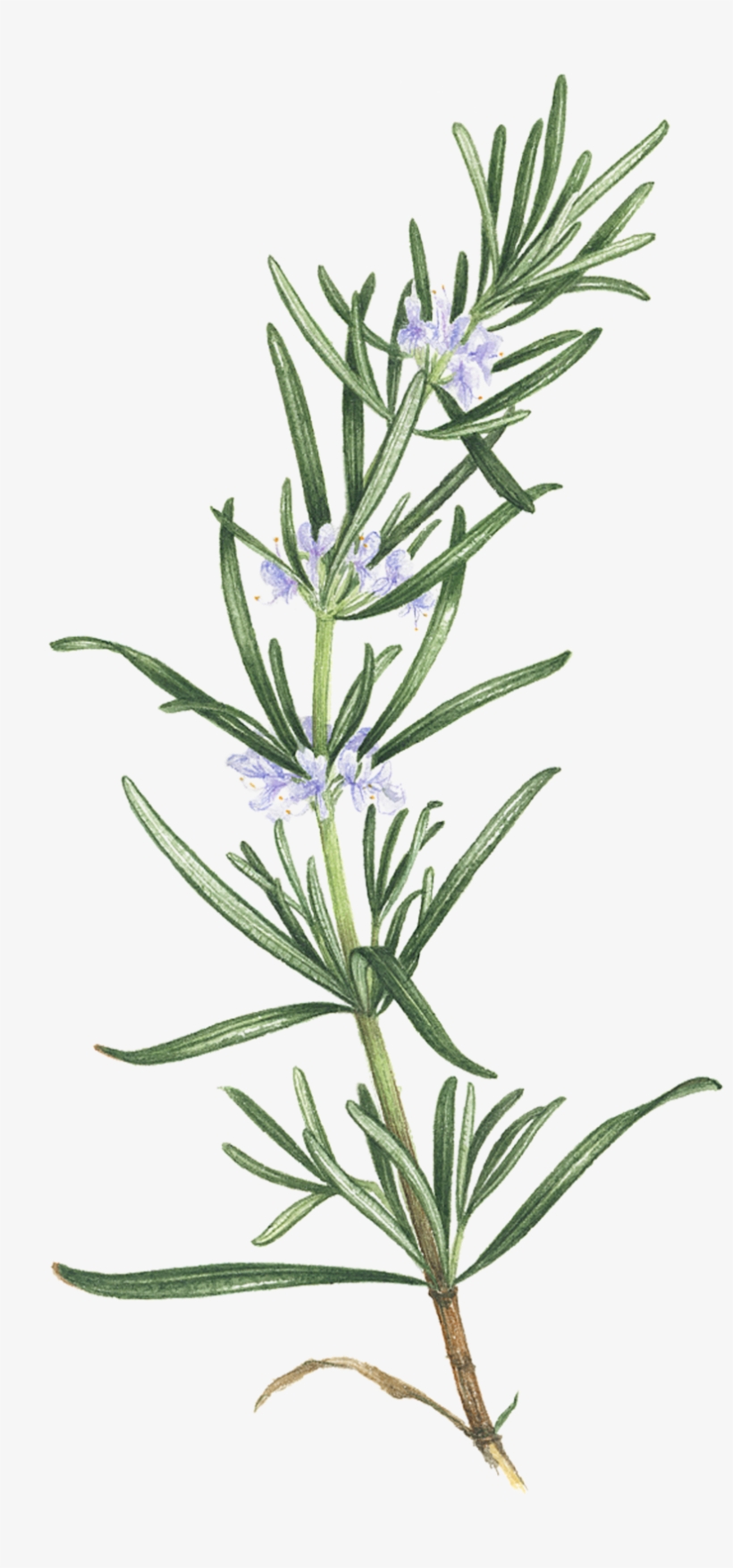Rosemary - Rosemary - Rosemary - Flowering Rosemary Tattoo, transparent png