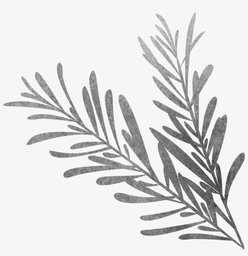 Vector Library Black And White Sketch Biological Grass - Sketch Rosemary, transparent png